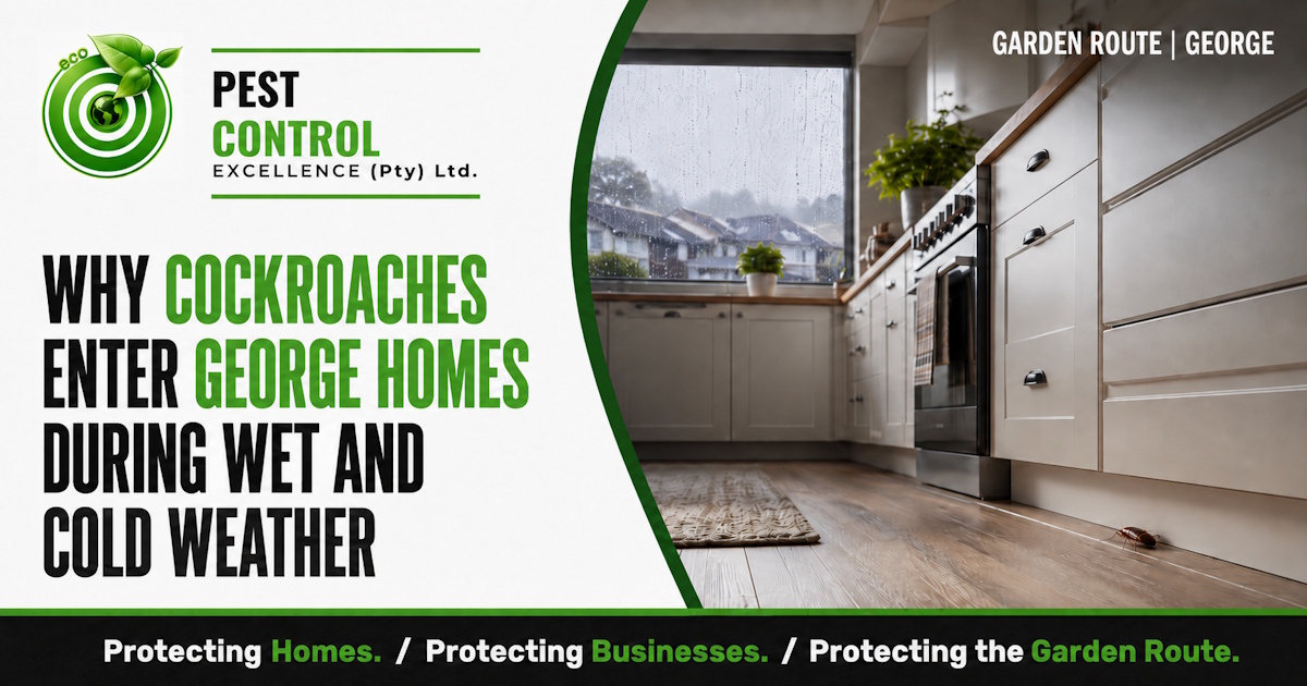 Why Cockroaches Enter George Homes During Wet Weather -Pest Control Excellence