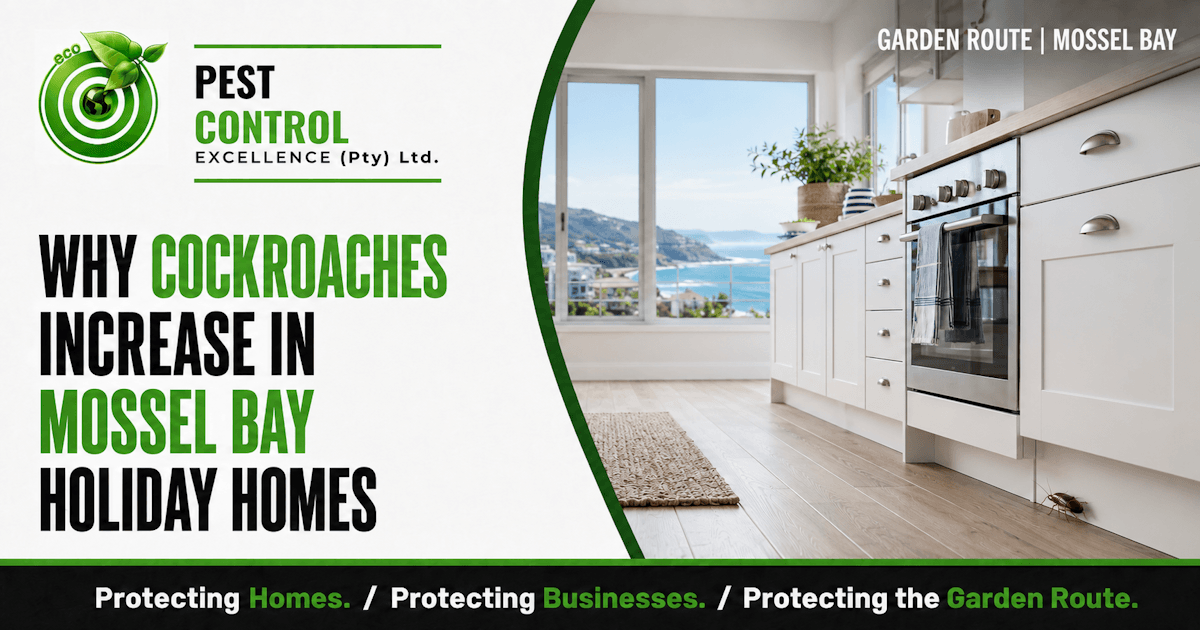 Why Cockroaches Increase in Mossel Bay Holiday Homes - Pest Control Excellence