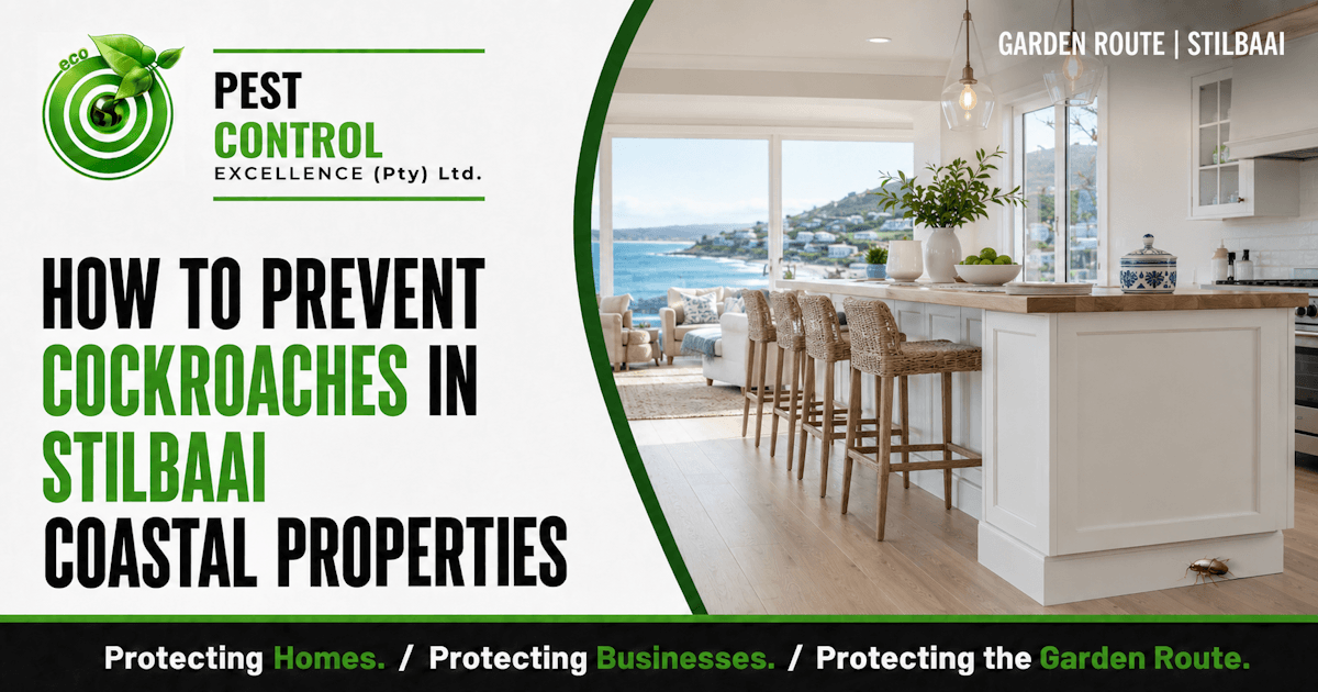 How to Prevent Cockroaches in Stilbaai Coastal Properties - Pest Control Excellence
